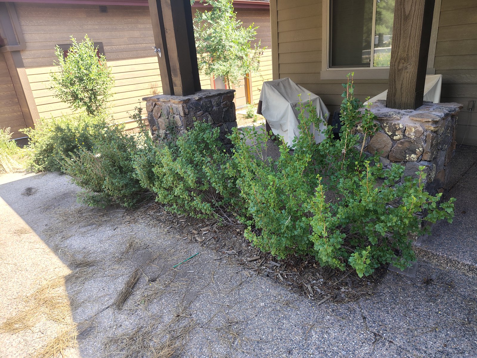 Completed landscaping project 5